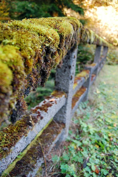 Ξύλινο φράχτη καλύπτει με πράσινα βρύα — Φωτογραφία Αρχείου