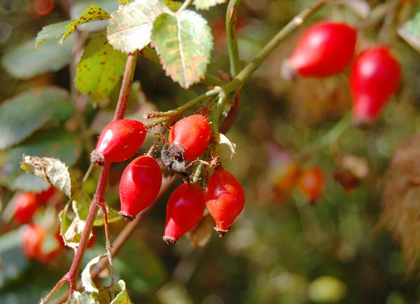 Reife Hagebuttenbeeren — Stockfoto