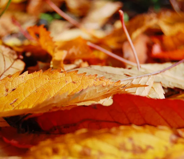 Kleurrijke herfstbladeren — Stockfoto