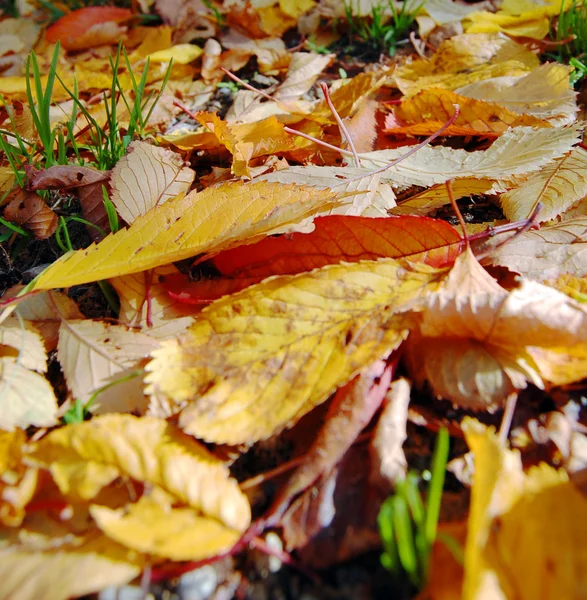 Kleurrijke herfstbladeren — Stockfoto