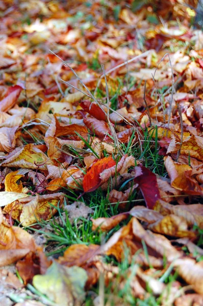 Renkli sonbahar yaprakları — Stok fotoğraf