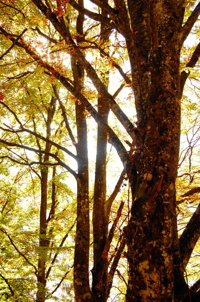 カラフルな紅葉 — ストック写真