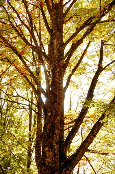 Πολύχρωμα φθινοπωρινά φύλλα — Φωτογραφία Αρχείου