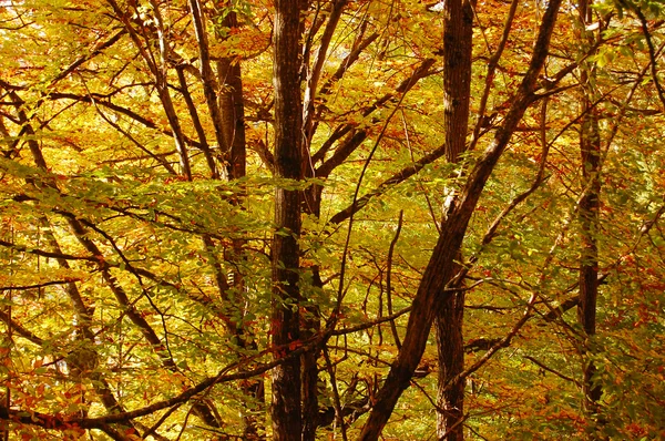 Foglie colorate autunno — Foto Stock