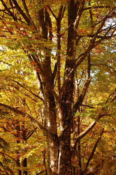 Bunte Herbstblätter — Stockfoto