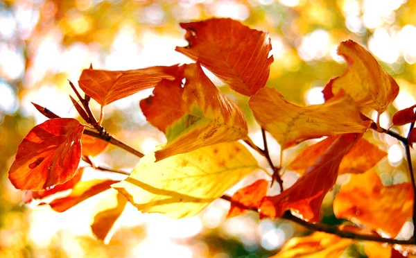 Hojas de otoño colorido — Foto de Stock