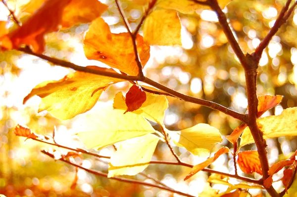 Feuilles d'automne colorées — Photo