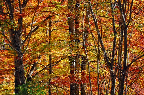 Bunte Herbstblätter — Stockfoto