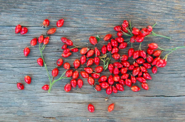 Ripe rose hip berries — Stock Photo, Image