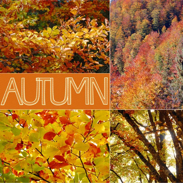 Autumn background with colorful leaves — Stock Photo, Image