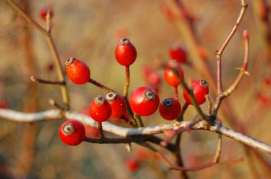 Olgun kuşburnu çilek