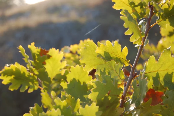 Feuilles d'automne colorées — Photo