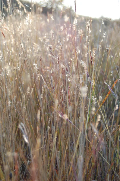 Осенняя трава в солнечном свете — стоковое фото