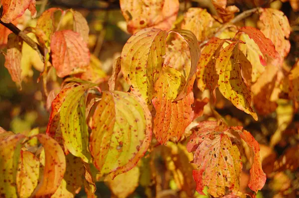 Feuilles d'automne colorées — Photo