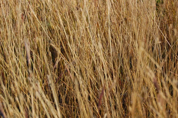 Осенняя трава в солнечном свете — стоковое фото