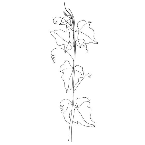 Creeping ivy — Stock Vector