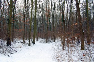 Kış ormanda arka planda