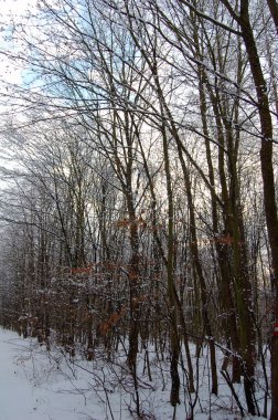 Ormanın içinde soğuk kış