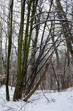 Ormanın içinde soğuk kış