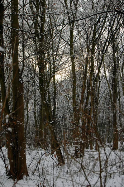 Cold winter in the woods — Stock Photo, Image