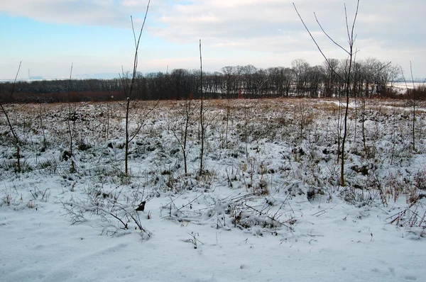 Forêt gelée — Photo