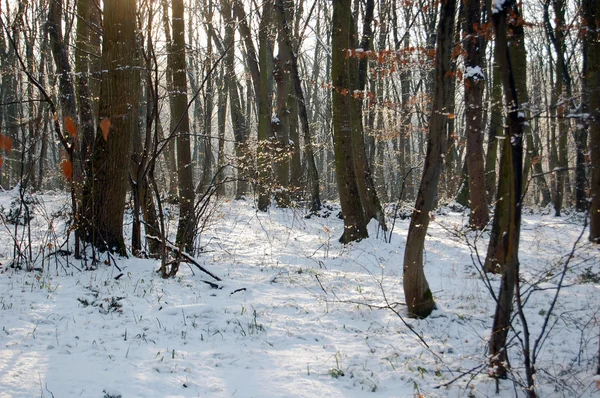 L'hiver froid dans les bois Images De Stock Libres De Droits