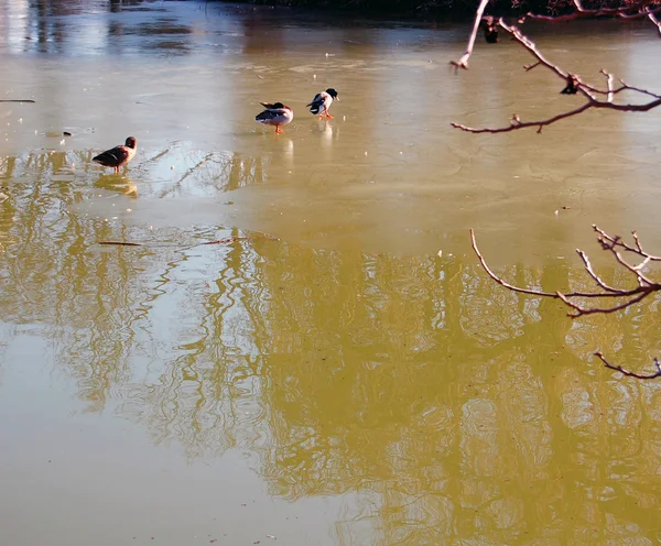 Mallard eenden op bevroren meer — Stockfoto