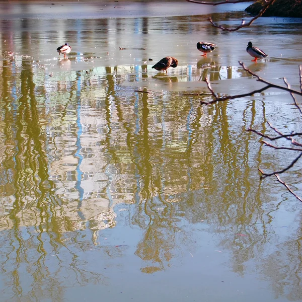 Stockenten auf zugefrorenem See — Stockfoto