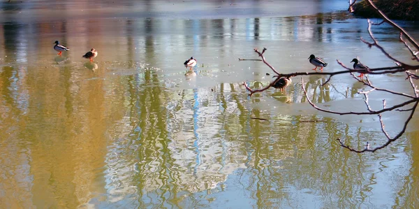 Stockenten auf zugefrorenem See — Stockfoto