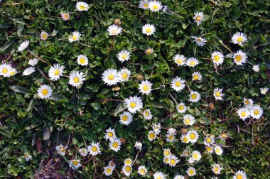 Güzel beyaz bahar çiçekleri