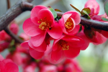 güzel pembe bahar çiçekleri