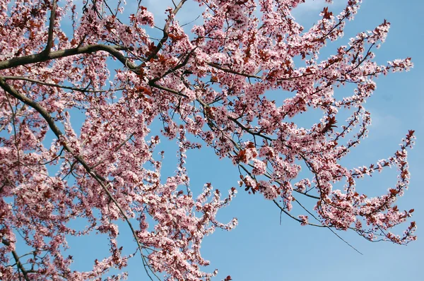 Schöne rosa Frühlingsblumen — Stockfoto