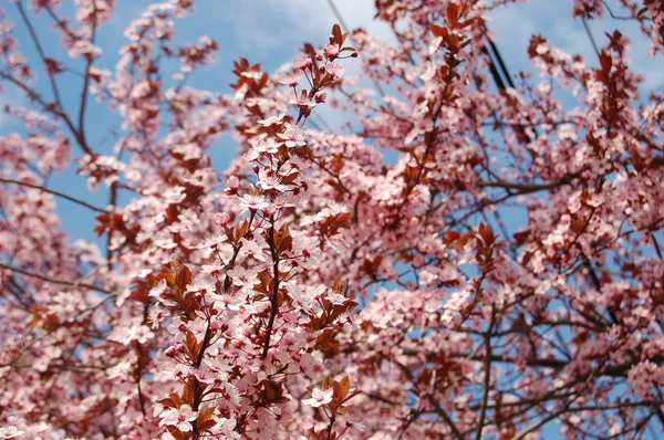 Beautiful pink spring flowers — Stock Photo, Image