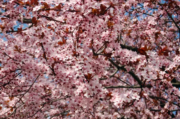 Vacker rosa vårblommor — Stockfoto