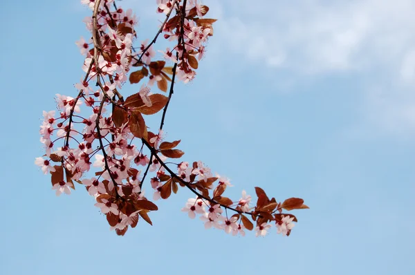 Beautiful pink spring flowers — Stock Photo, Image