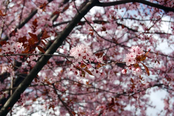 Vacker rosa vårblommor — Stockfoto