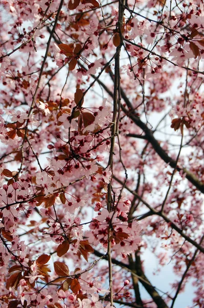 सुंदर गुलाबी वसंत ऋतु फुले — स्टॉक फोटो, इमेज