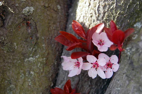 Mooie roze Lentebloemen — Stockfoto