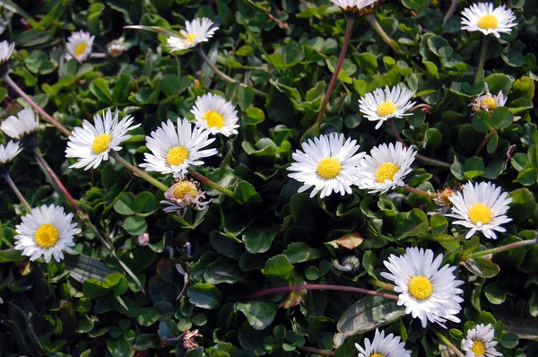 Beautiful white spring flowers — Stock Photo, Image