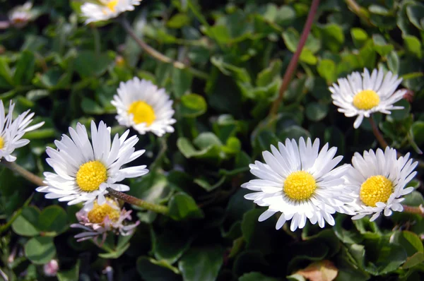 Hermosas flores blancas de primavera — Foto de Stock