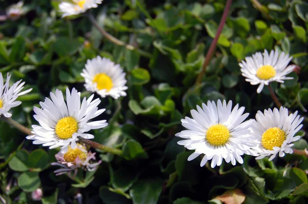 Schöne weiße Frühlingsblumen — Stockfoto