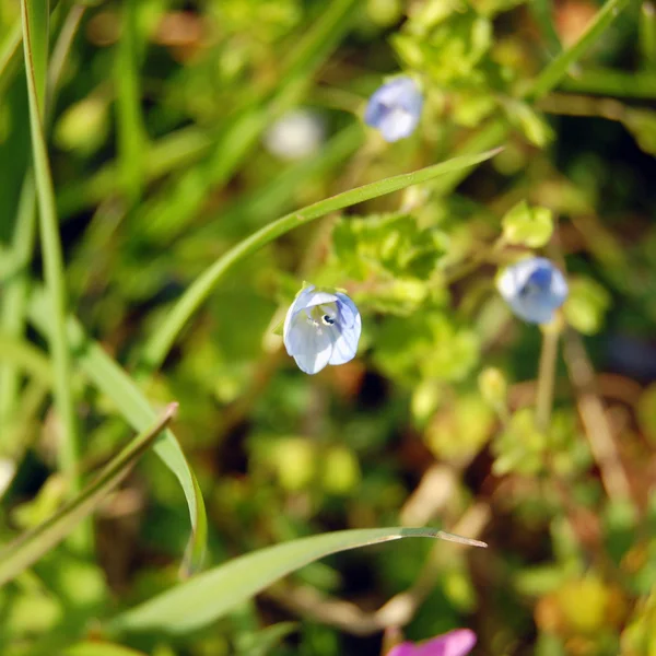 Background of forget me not — Zdjęcie stockowe