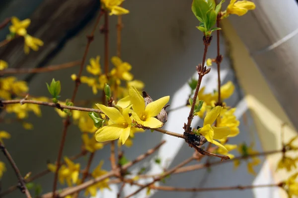 노랑 꽃 등 꽃 — 스톡 사진