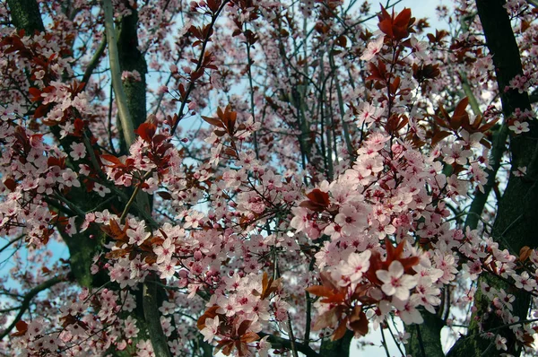 美丽的粉红春天的花朵 — 图库照片