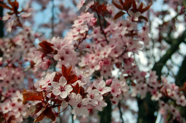 Beautiful pink spring flowers — Stock Photo, Image