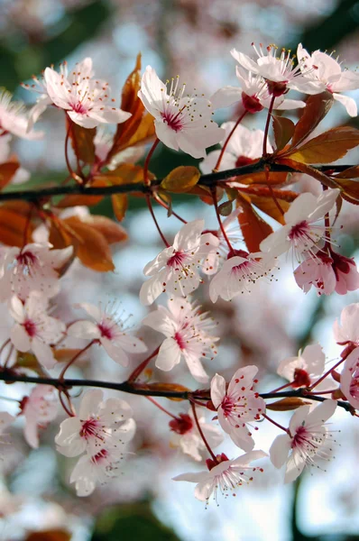 Schöne rosa Frühlingsblumen — Stockfoto