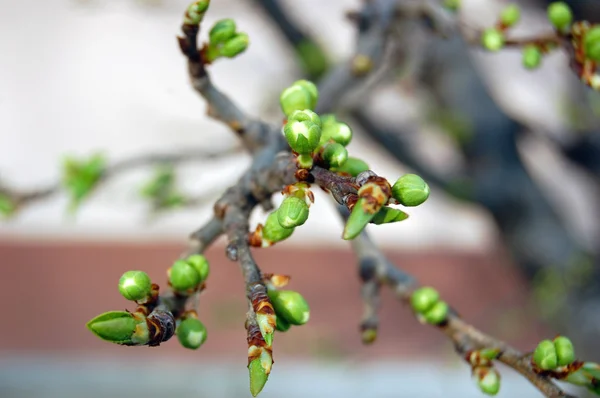 Ramo de árvore com botões fundo, primavera — Fotografia de Stock