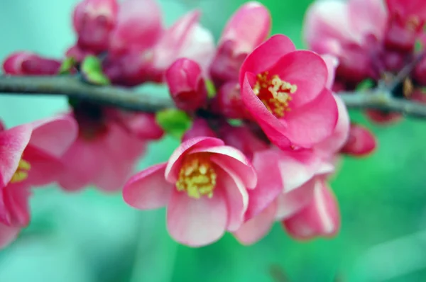 Beautiful pink spring flowers — Stock Photo, Image