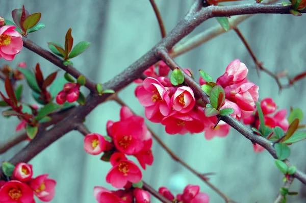 Bellissimi fiori rosa primaverili — Foto Stock