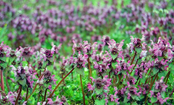 Campo de flores violetas — Fotografia de Stock